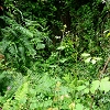 Plants: image 157 Of 208 Thumb